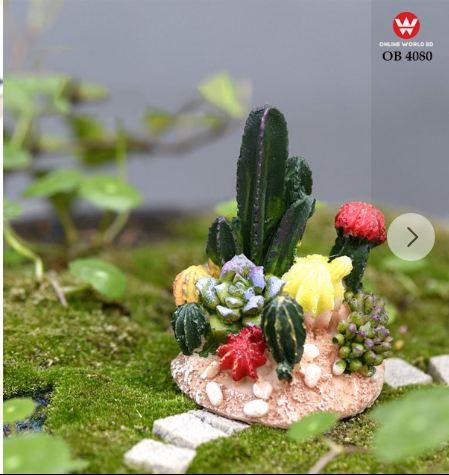 CACTUS PLANTS