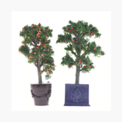 Miniature Fairy Garden Plant